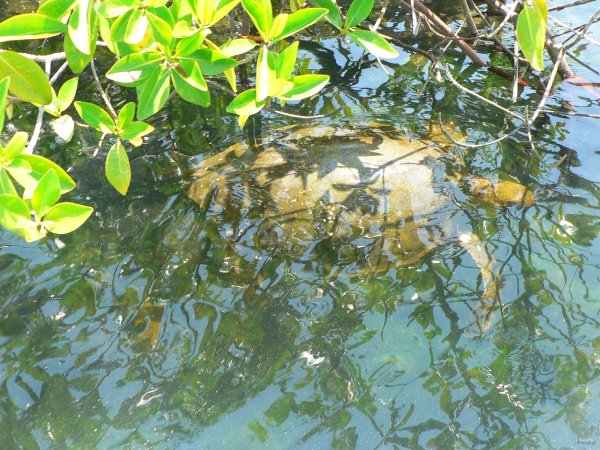 119- Une tortue se cache dans la mangrove 